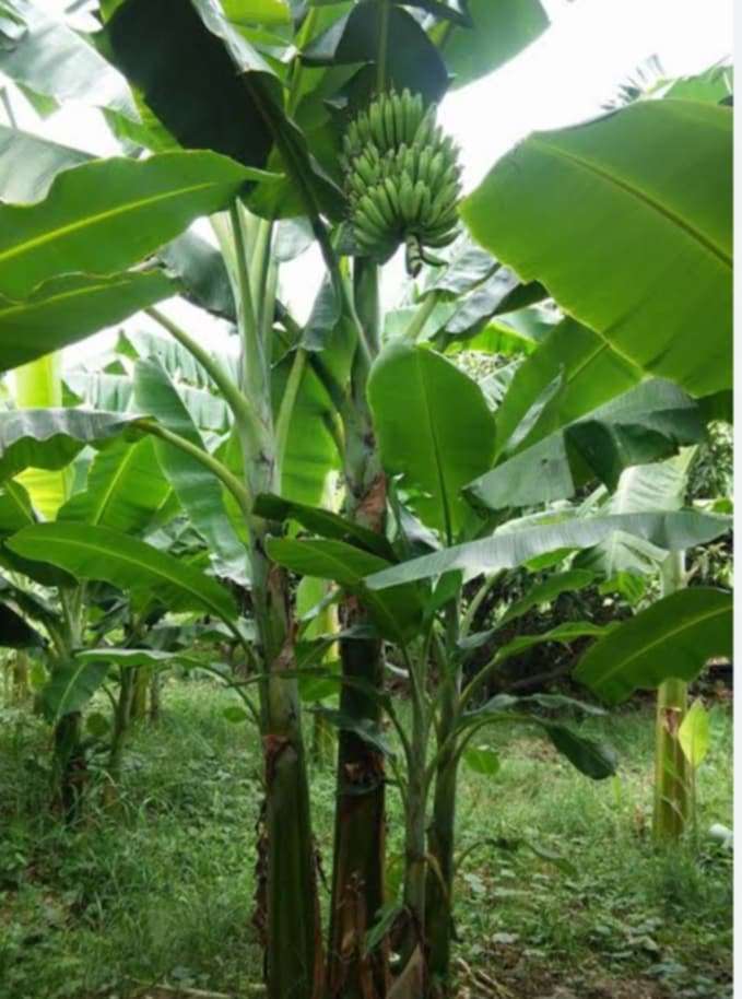 Bananas grown in the community