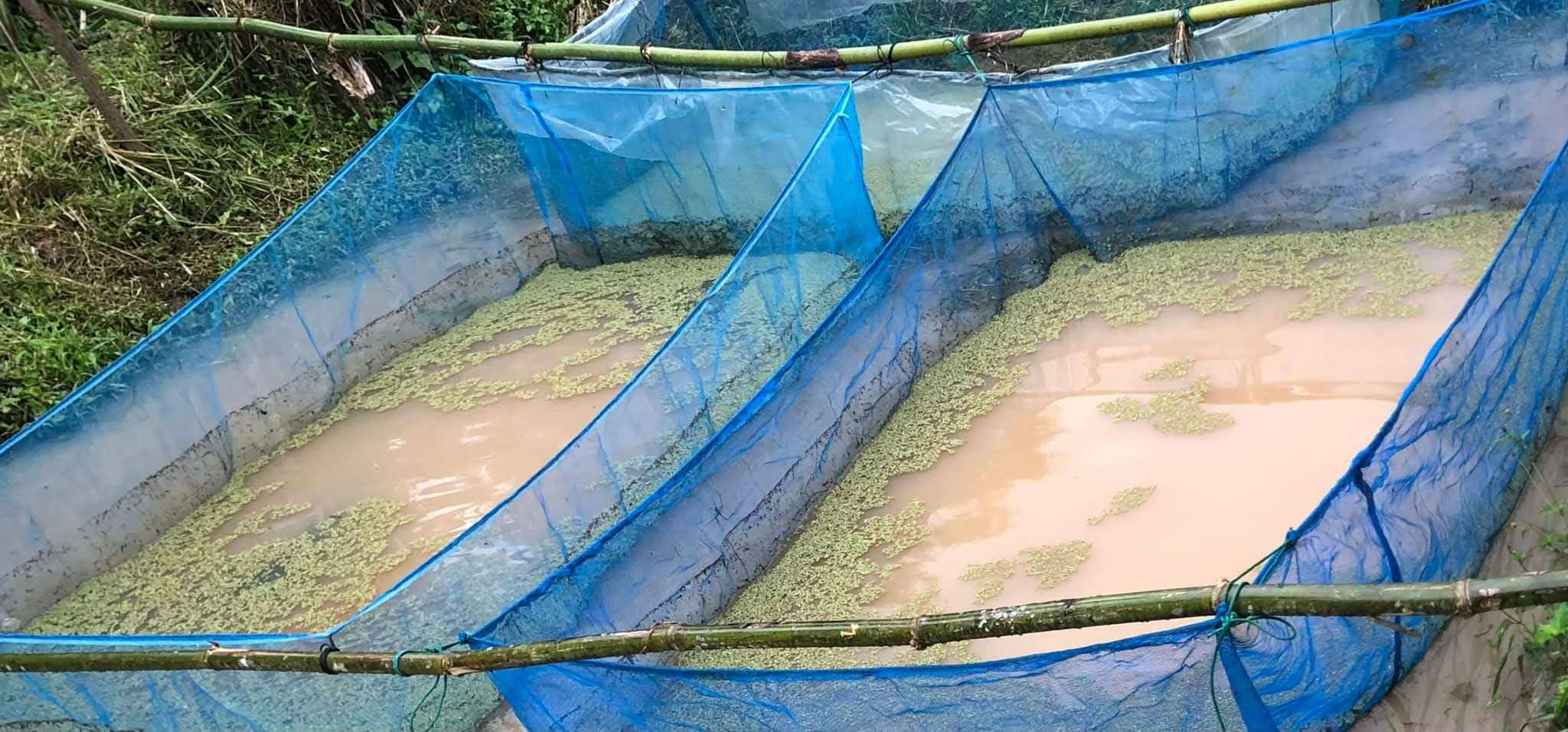 Raising fish and frogs in cages is a food source.