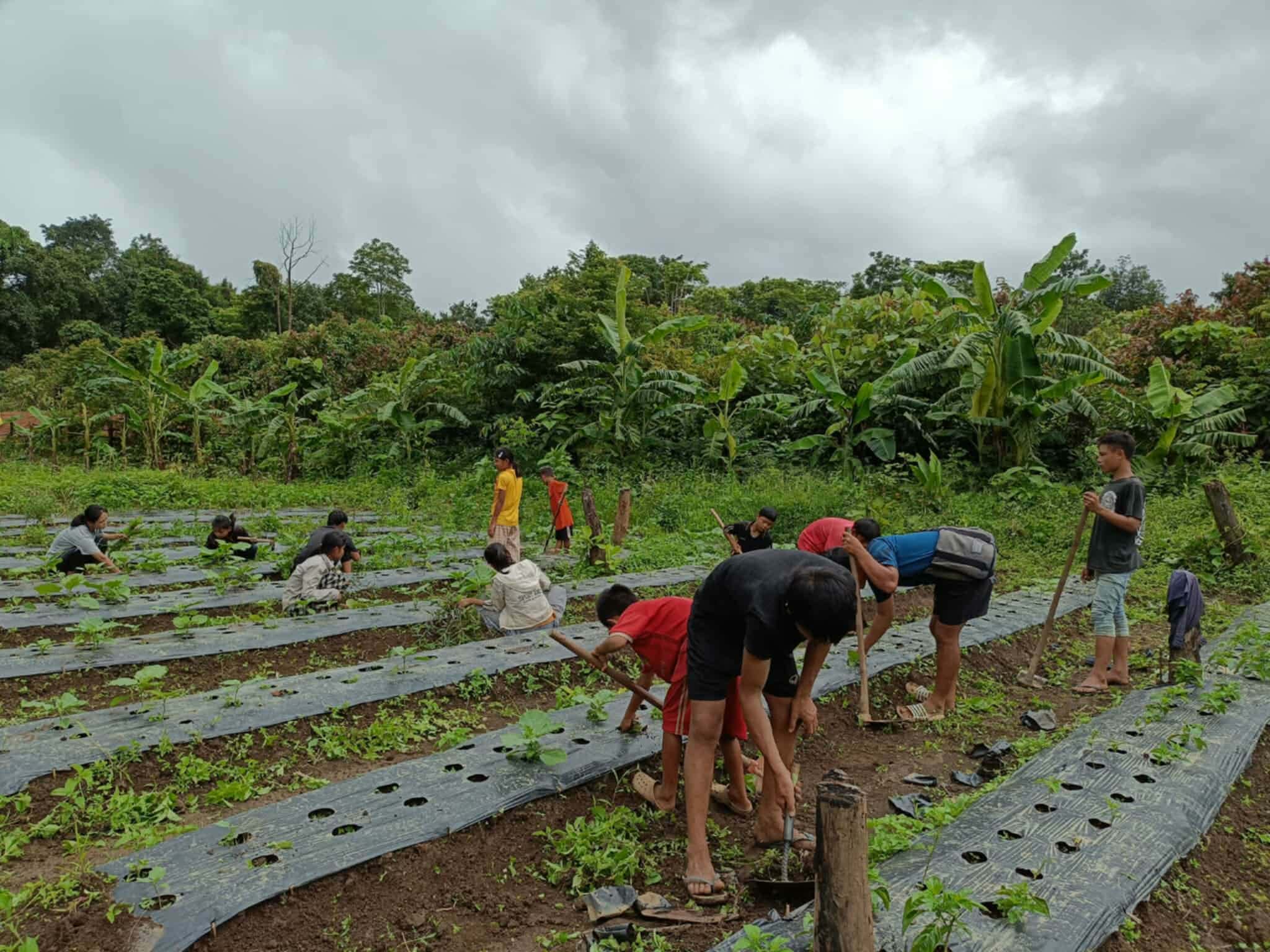 Vegetable growing by the children and youth in the community
