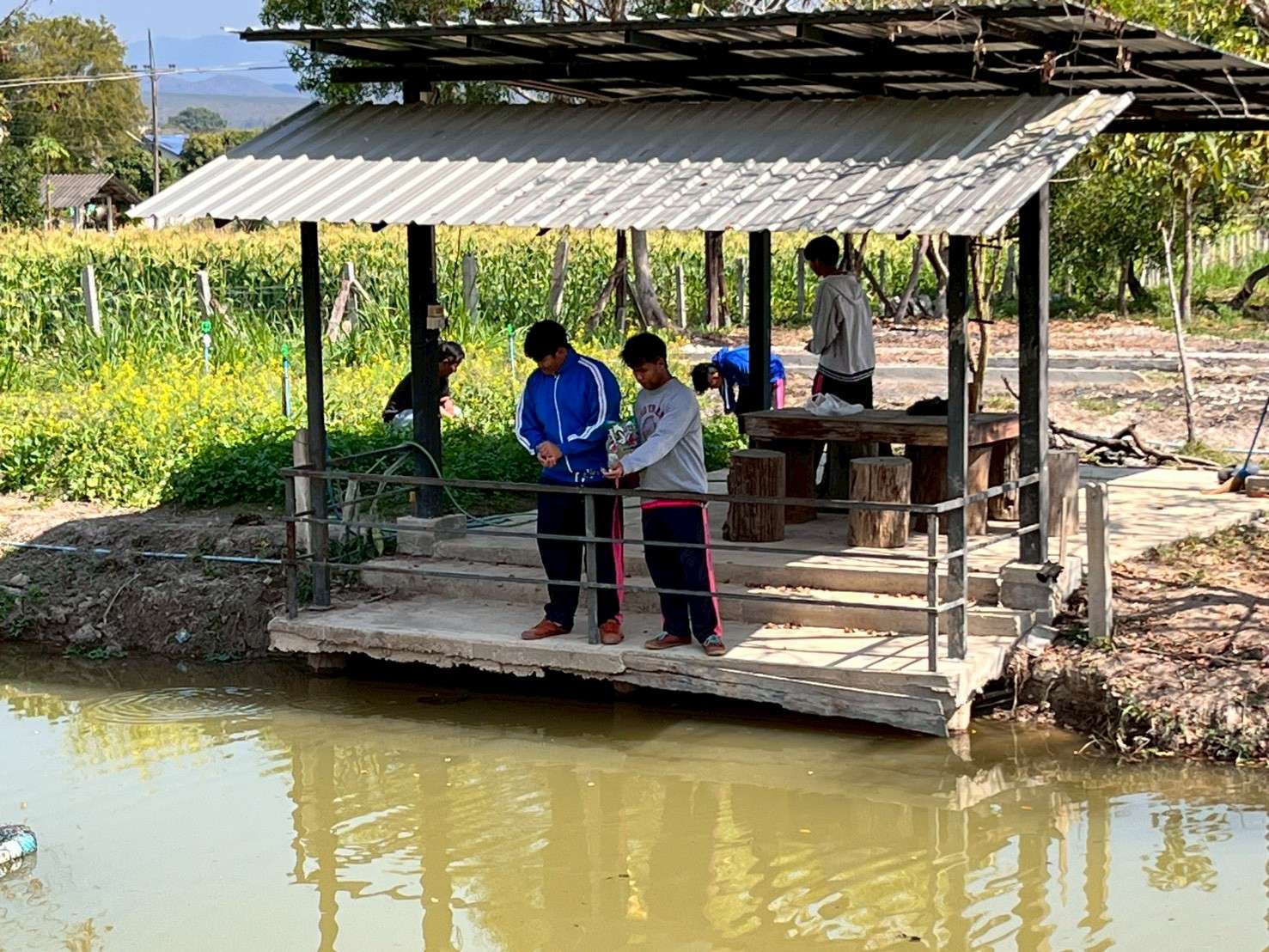 Fish feeding activity