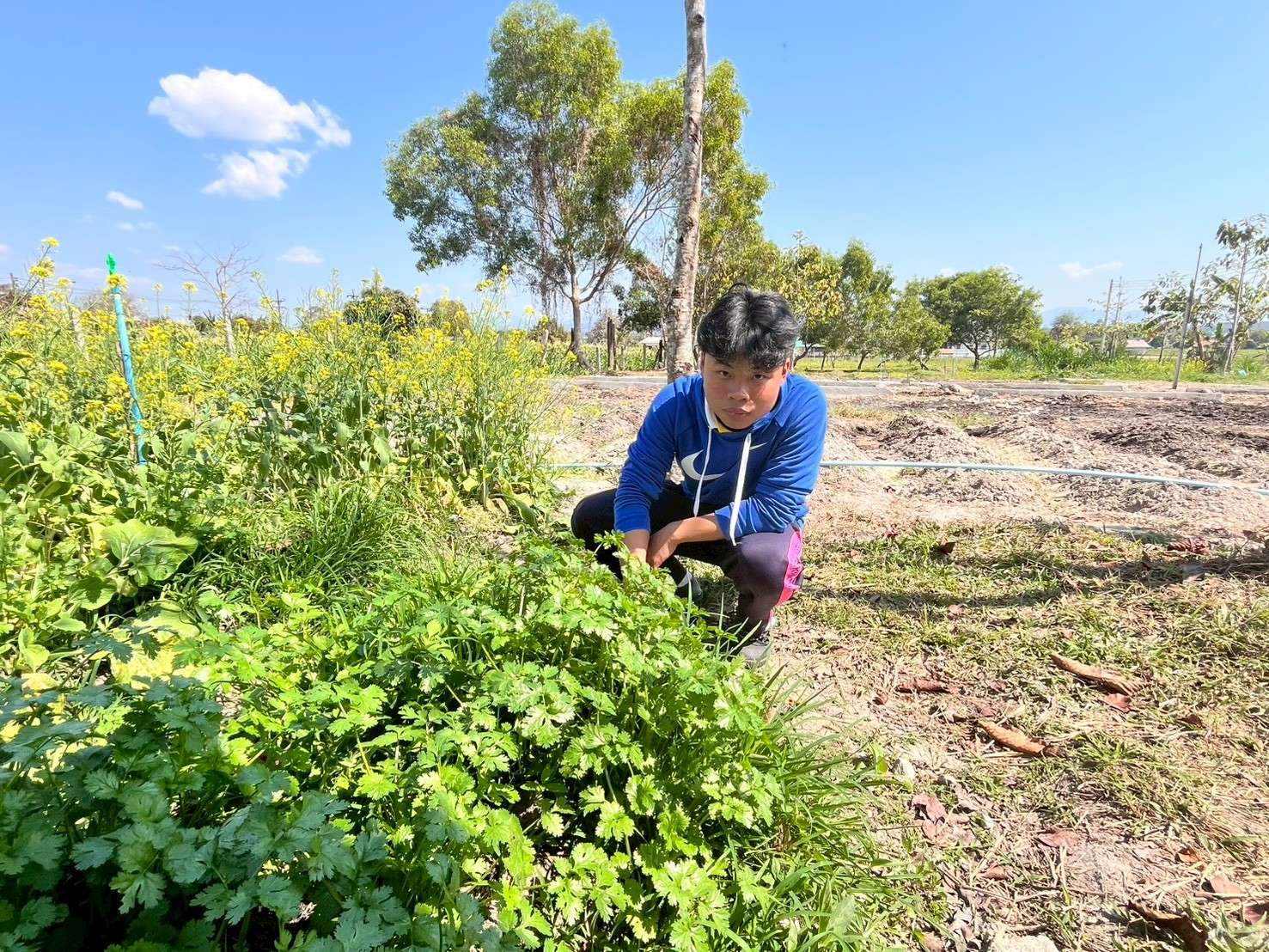 Caring for and harvesting vegetables from the planted plots.