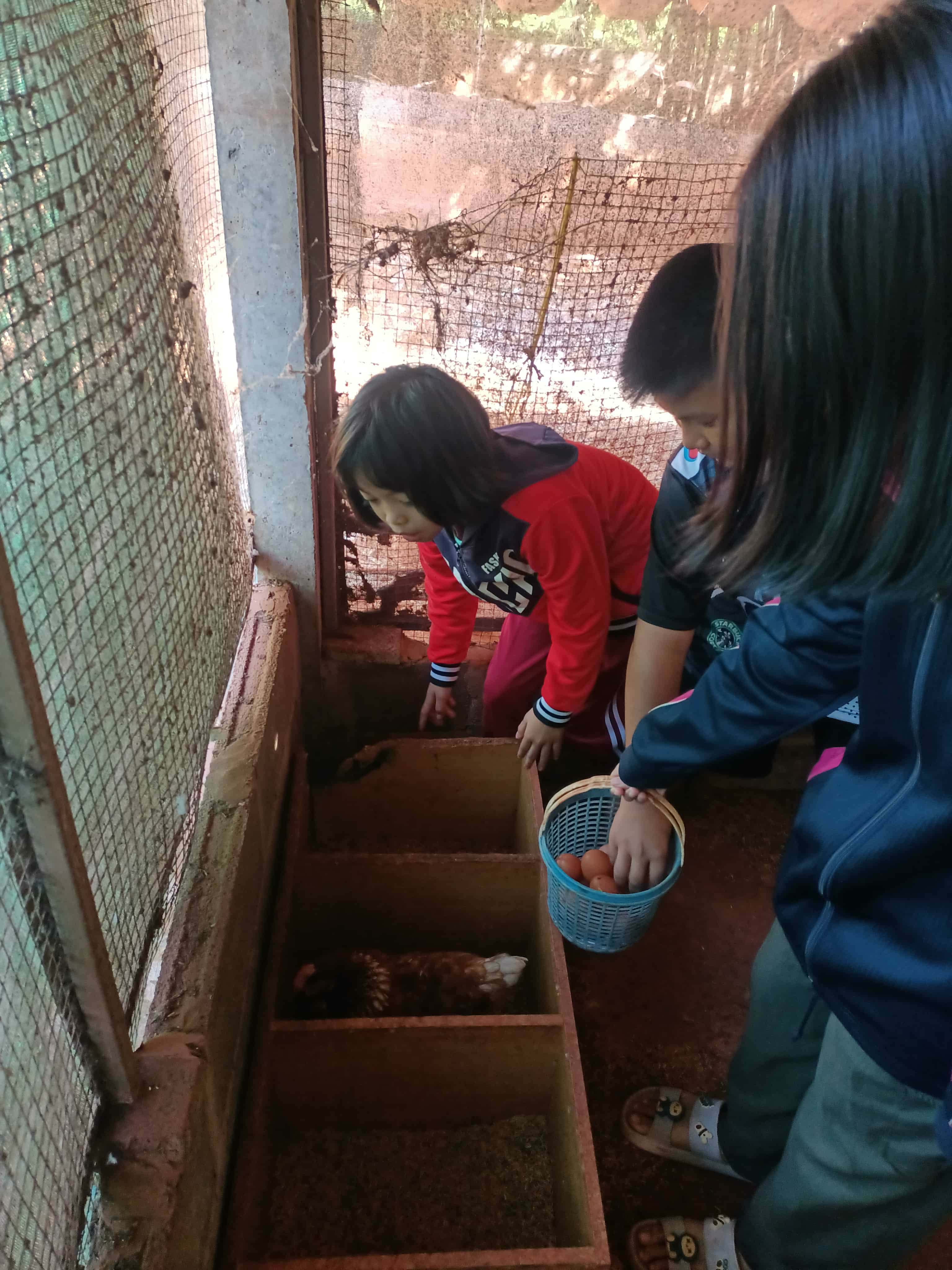 Egg-citing Moments: Children collect fresh eggs from their raised chickens every morning and evening!