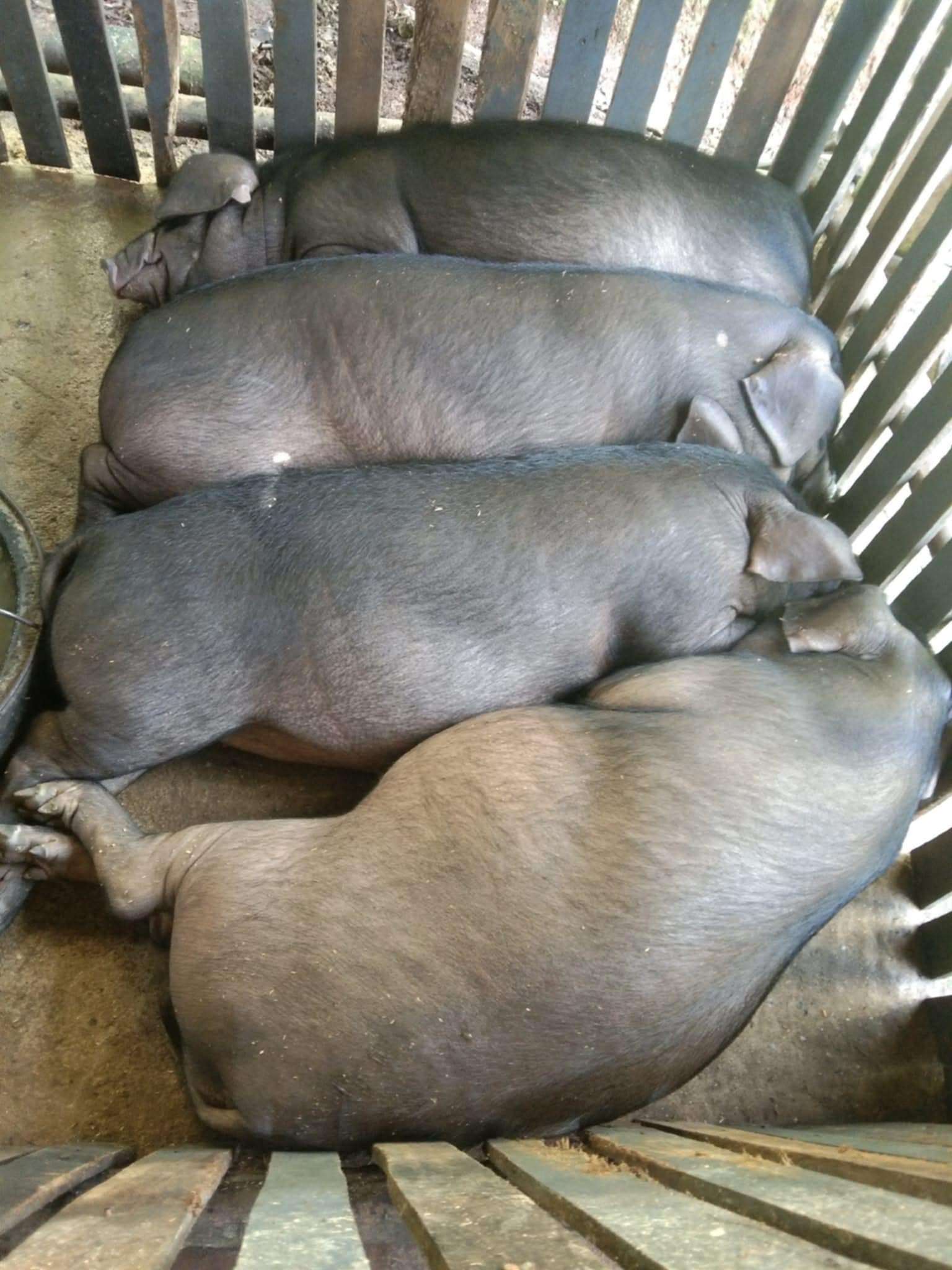The piglets are sleeping soundly after being full from a meal.