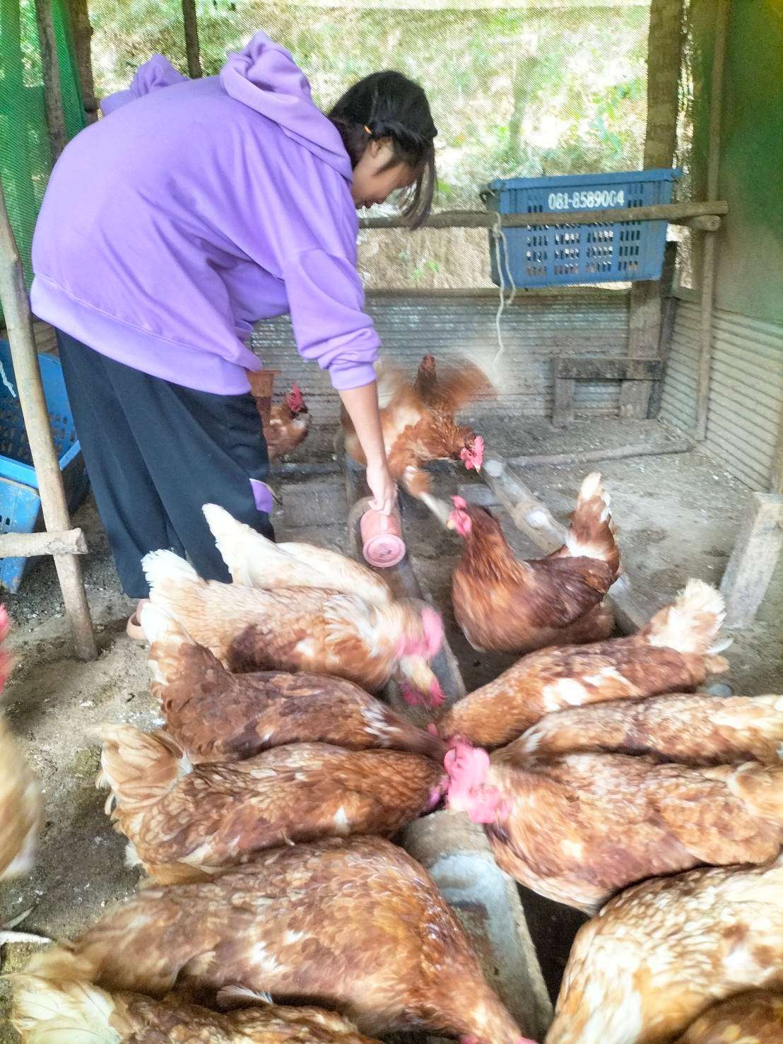 The children learned how to raise laying hens.