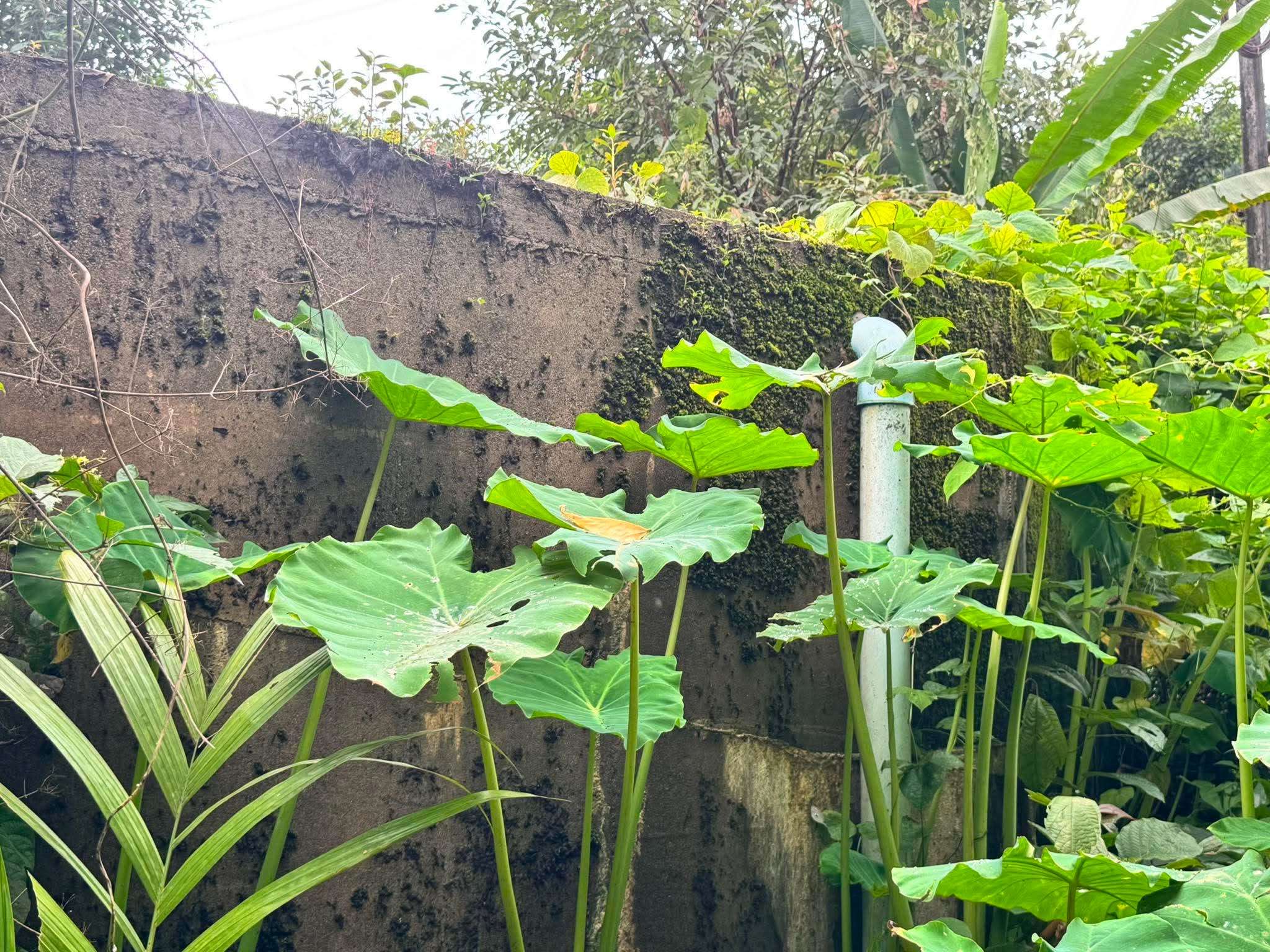 Community water tanks