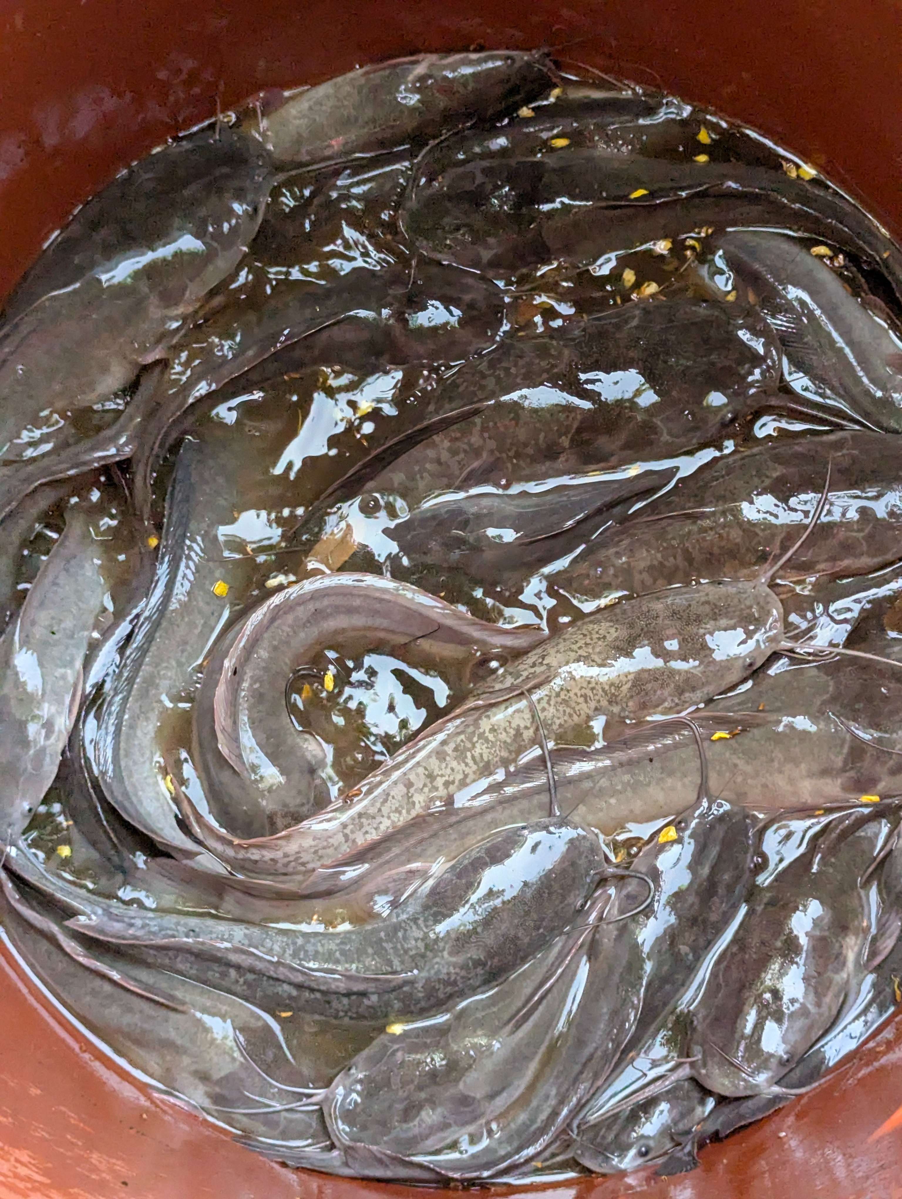 Experimental fish produced by the church