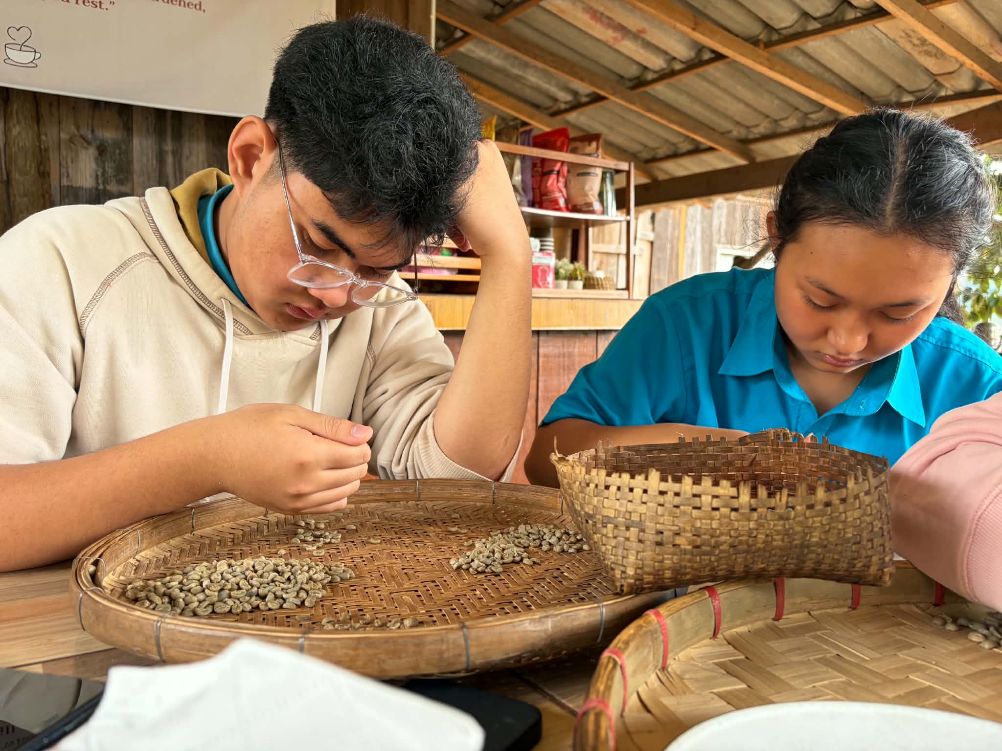 The youths are sorting coffee beans before roasting them.