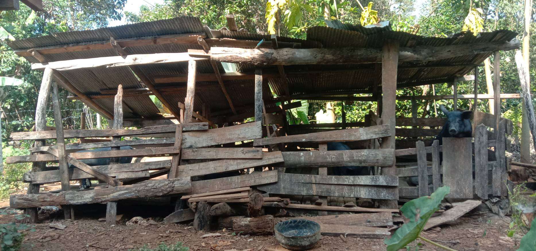 Pig Farming for Family Income and Stability