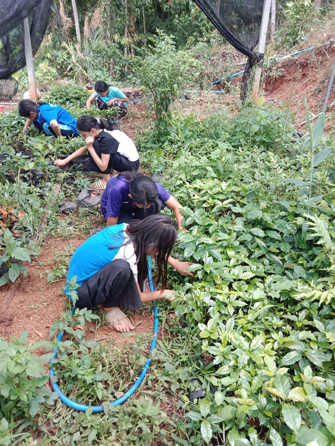 The children worked together to remove weeds in the coffee nursery
