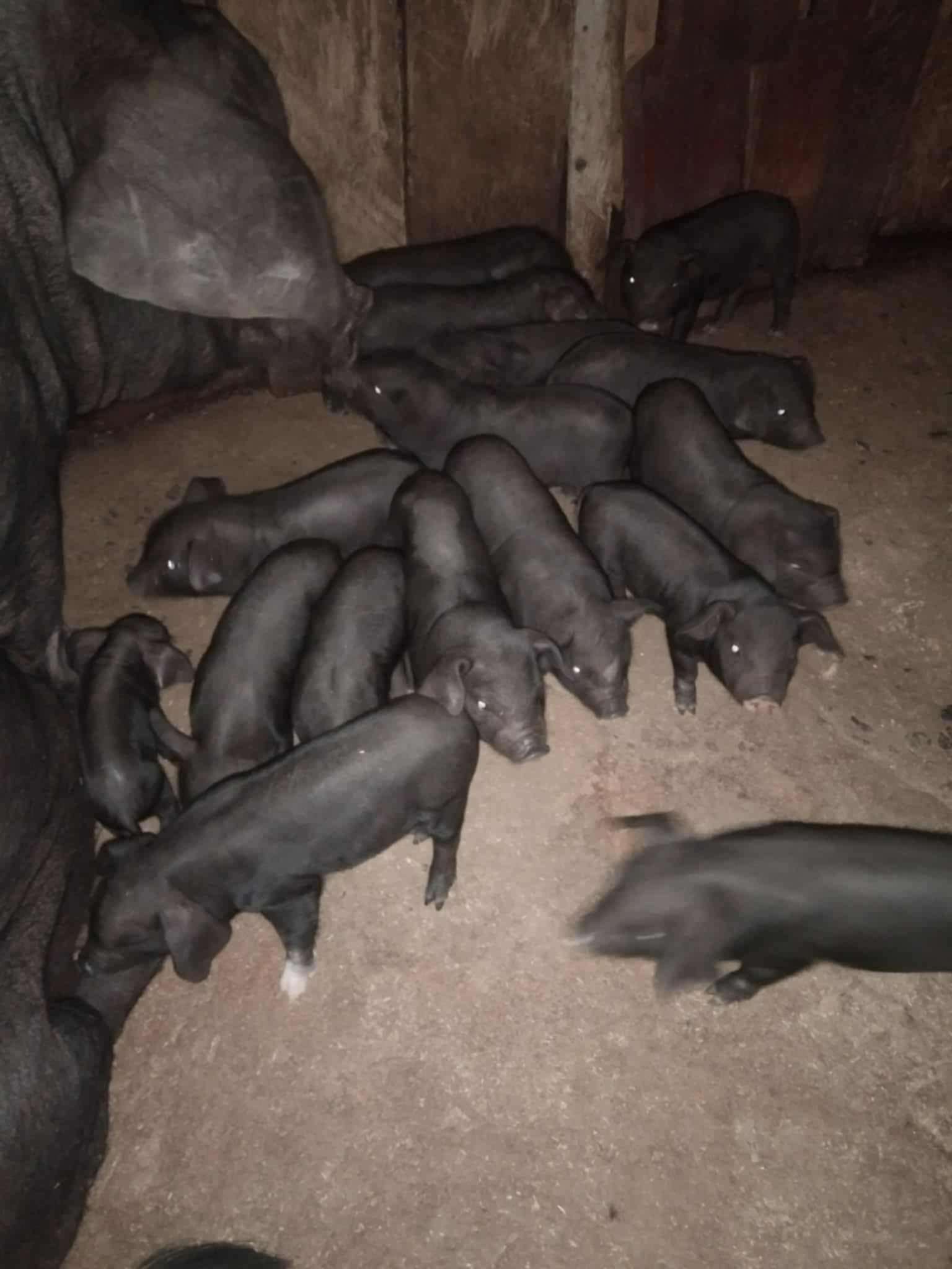 Piglets are playing happily in their pen.
