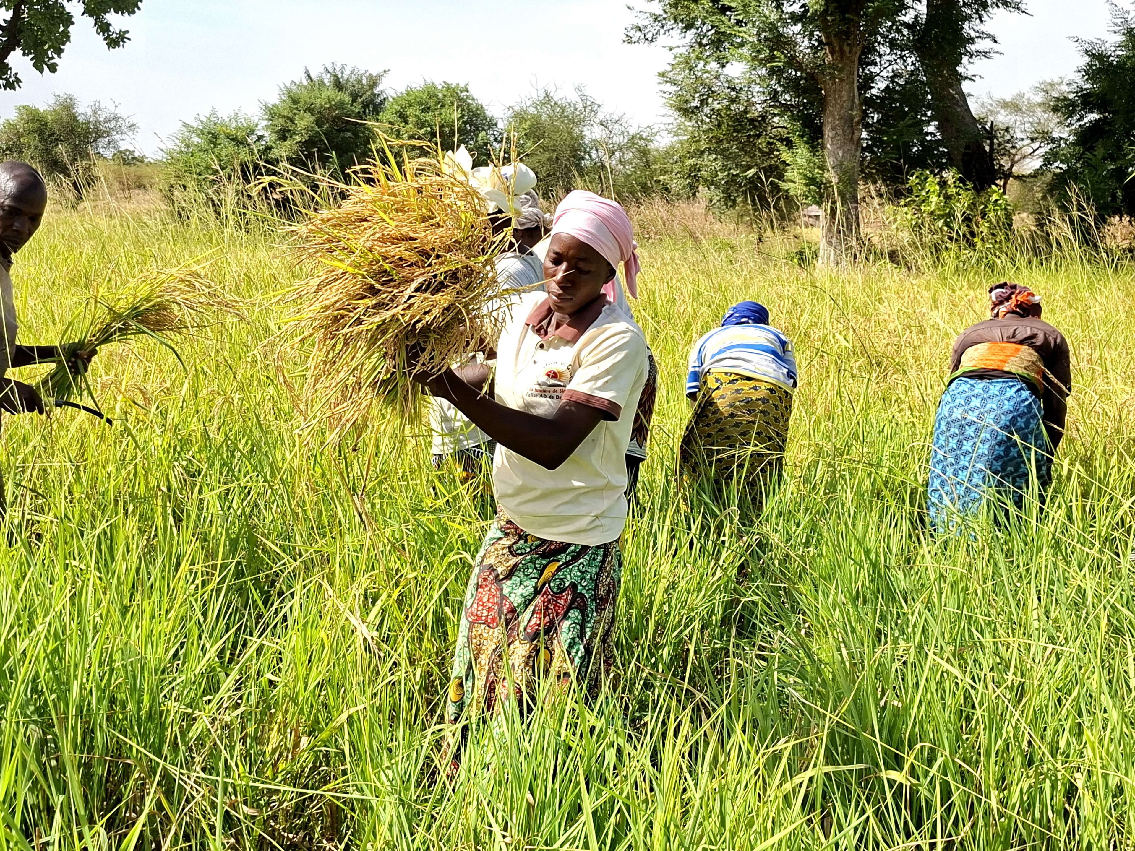The 2025 rice harvest
