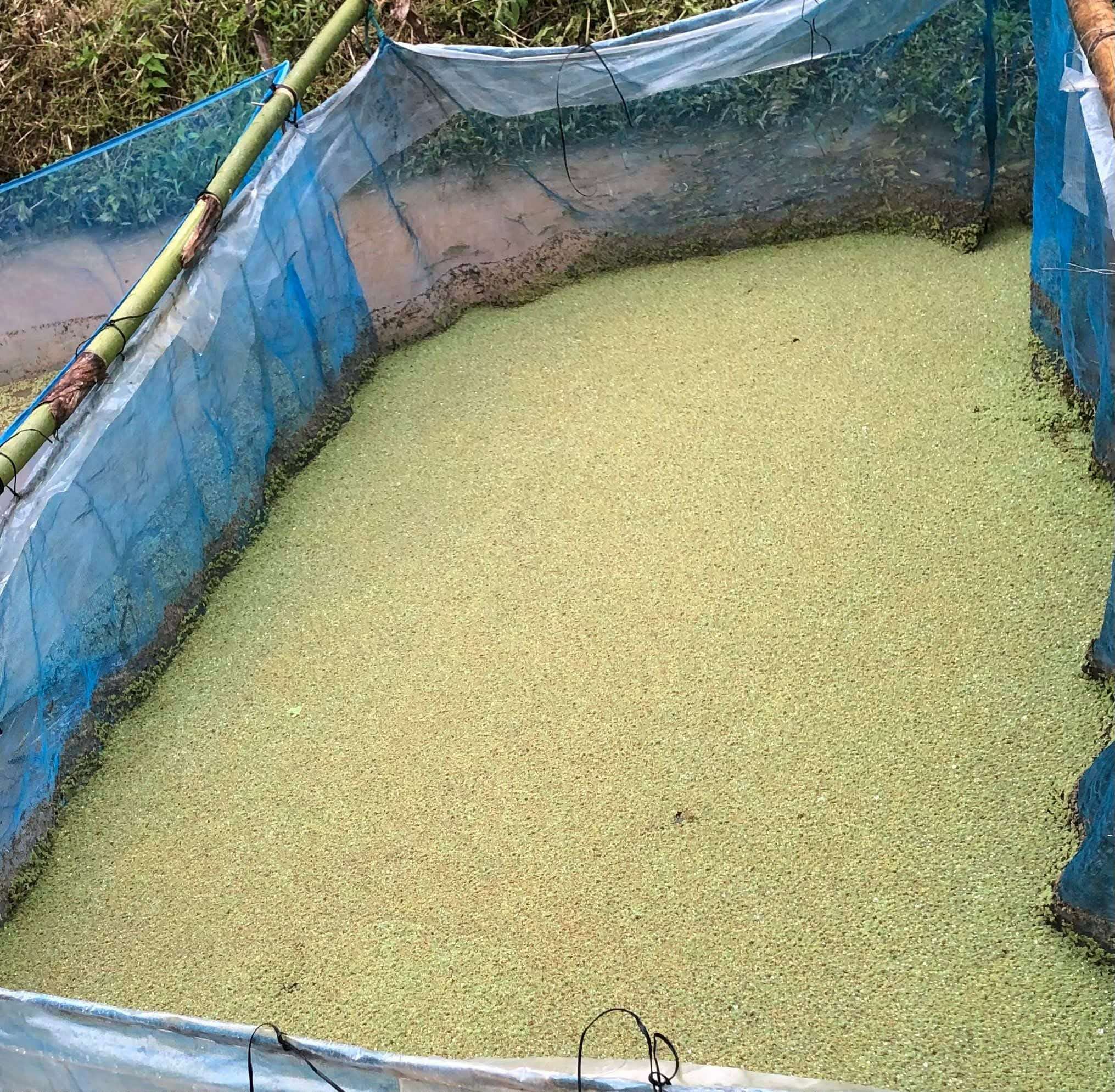 Fish raised in cages