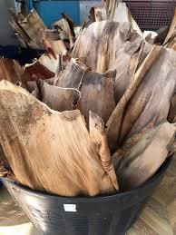 Betel nut residue that has fallen in the rice fields.