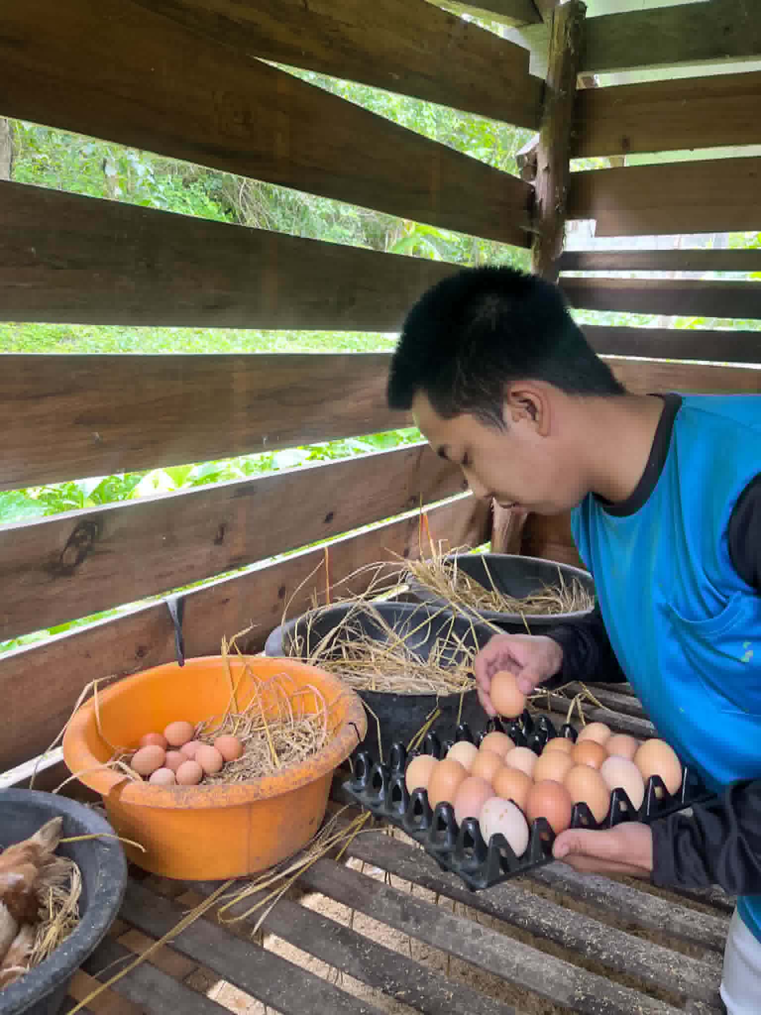 Collecting fresh chicken eggs directly from the farm.