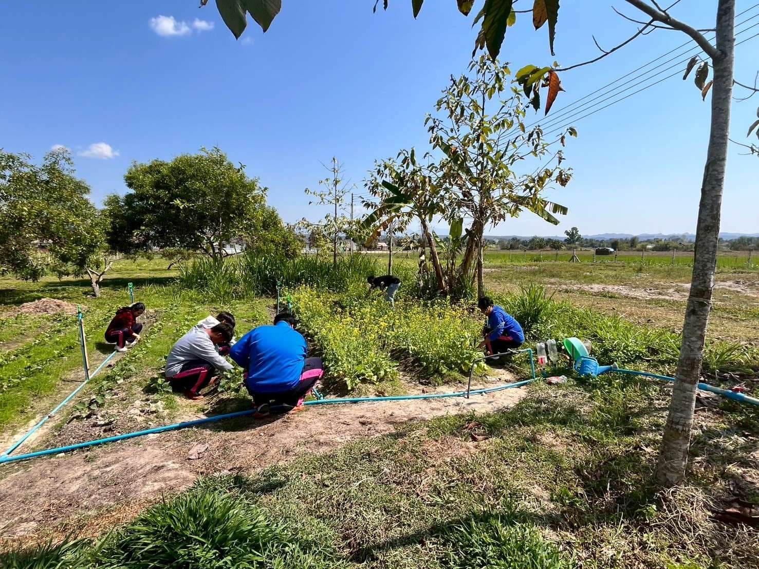 The children worked together diligently in the farm plot.