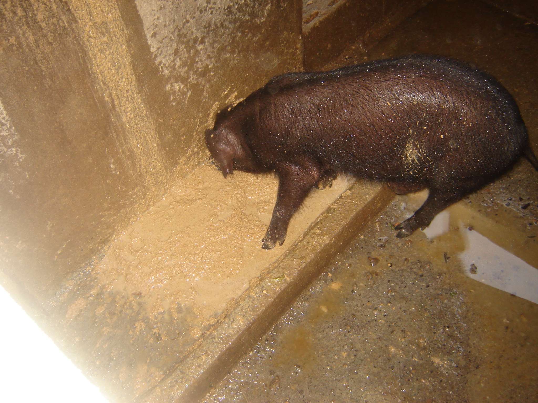 Feeding the pigs.