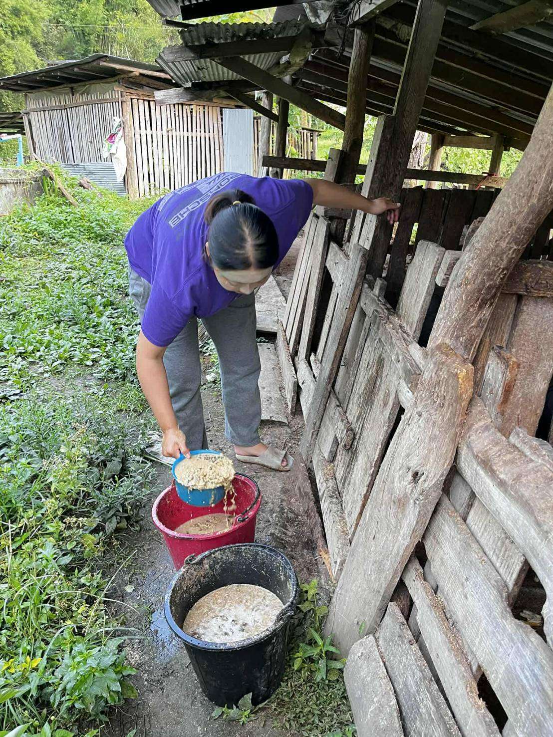 Children are scooping food for the pigs in the pen.