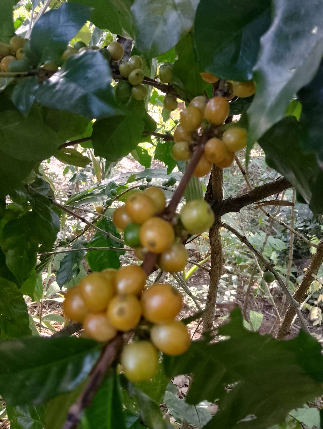 Coffee beans from a local farmer