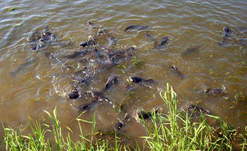 Native fish species raised in natural ponds in the community