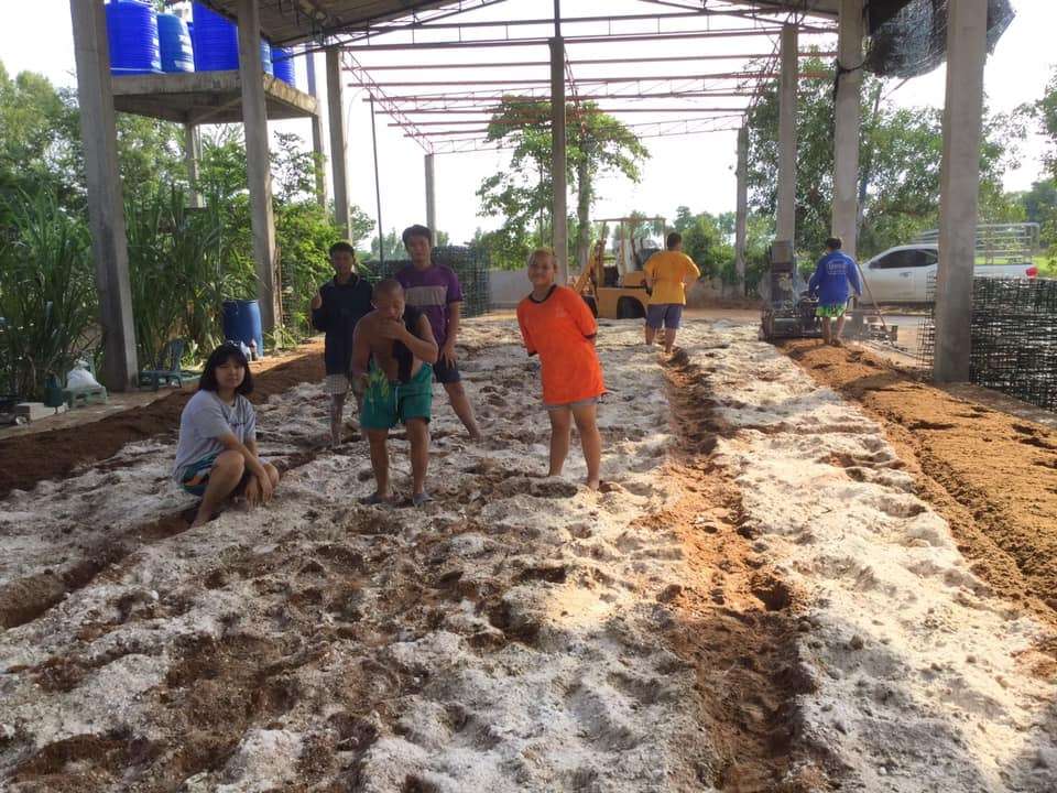 Mix mushroom seasonings to make mushroom blocks.