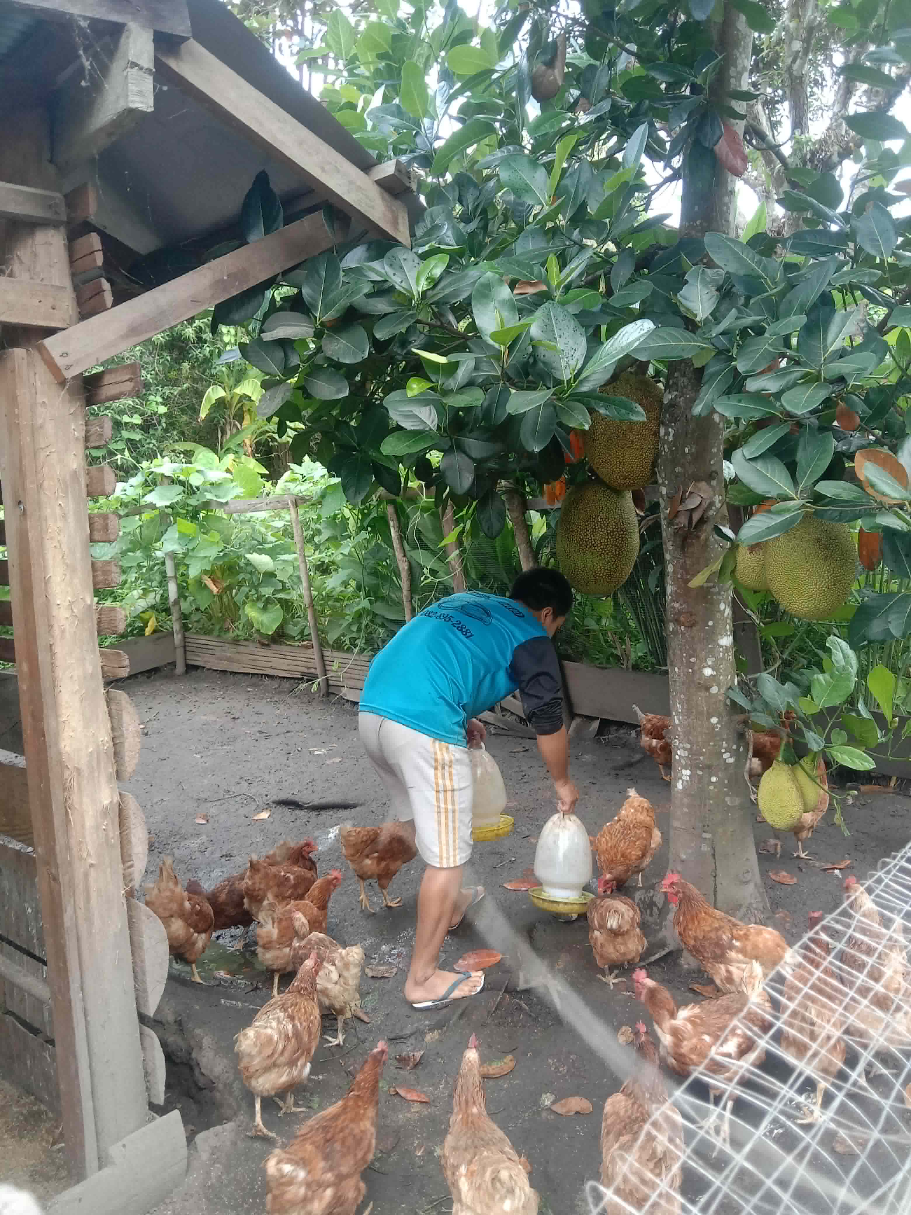 Providing water to breeding hens.