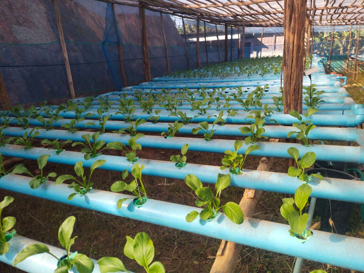 The children have been studying and implementing the cultivation of hydroponic vegetables.