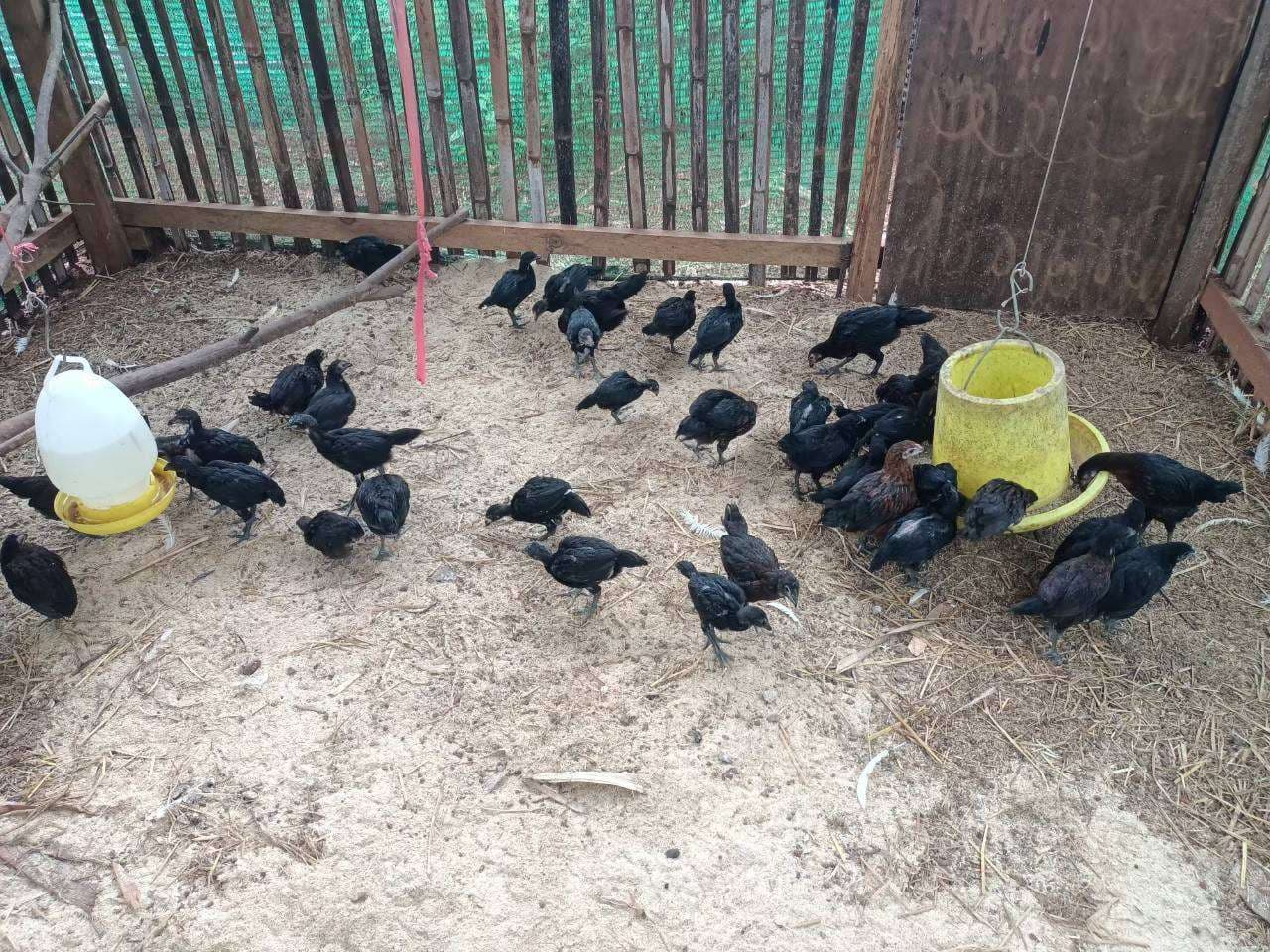 Learn local chicken raising skills