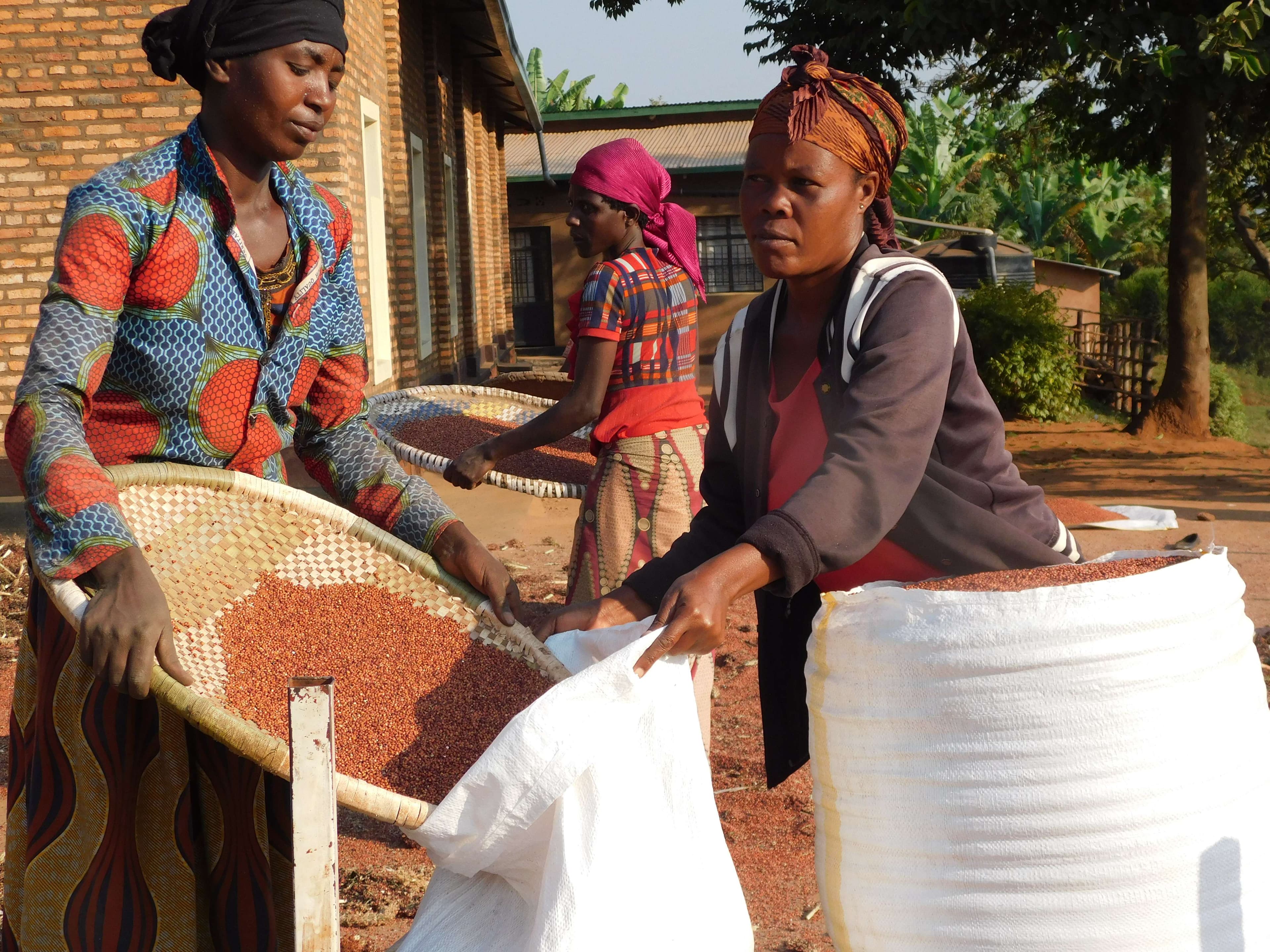 The Photo shows Caregivers pouring Sorghum into sacks before storage