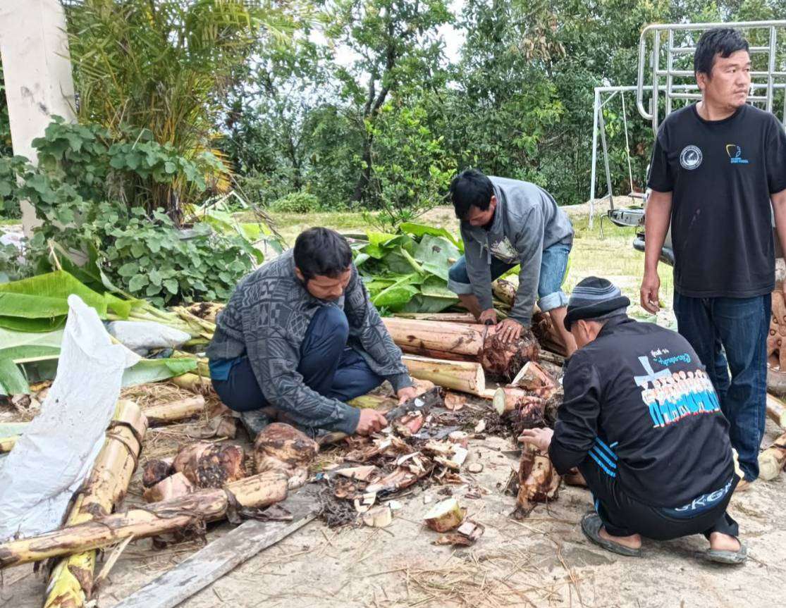 Youth parents assisting children in chopping banana trees to feed the pigs.