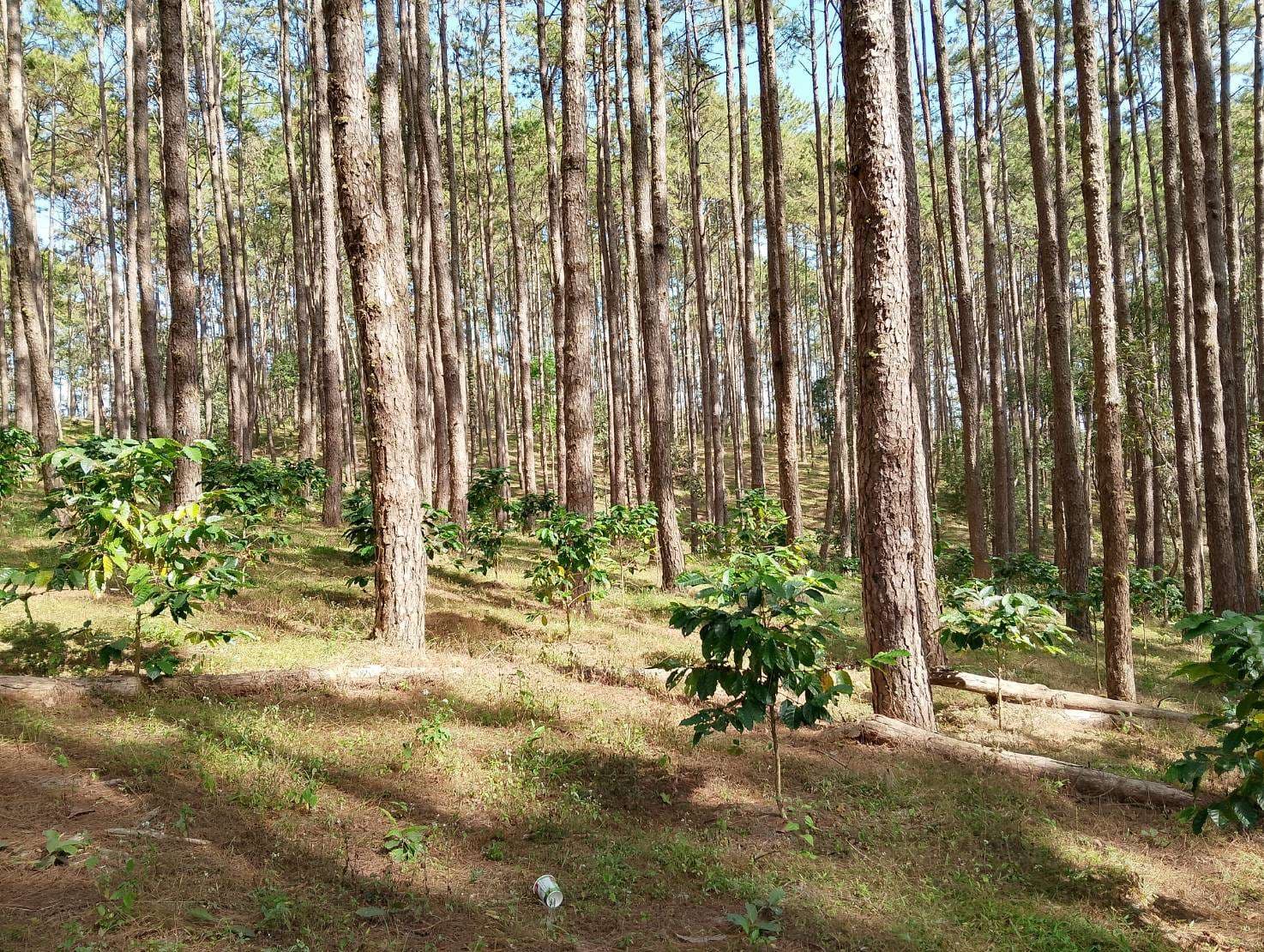 A coffee plantation located in the same sub-district as us.