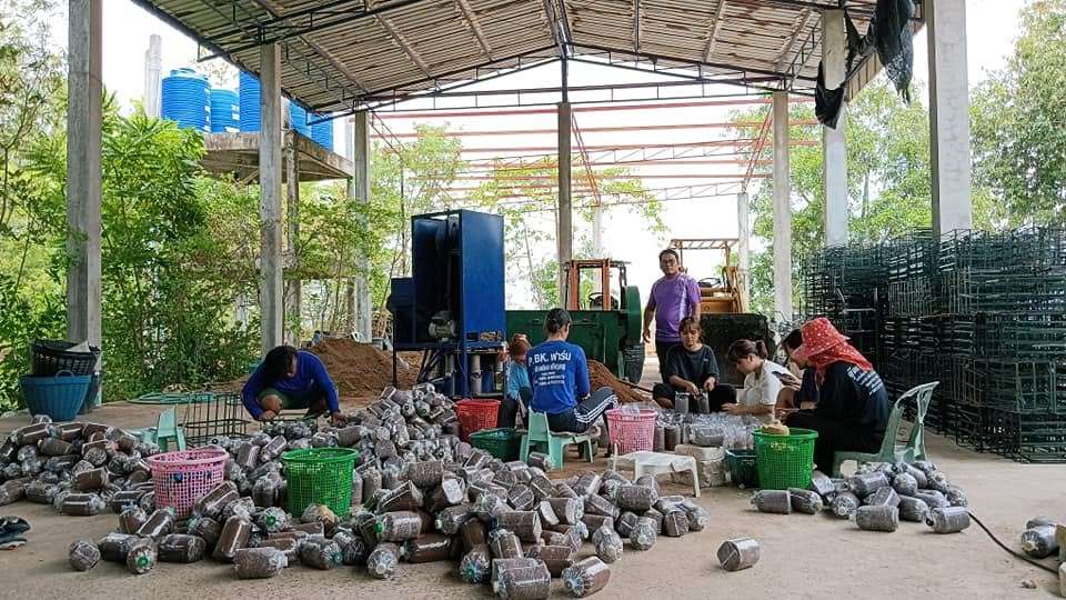 After pressing the mushroom blocks, put them in a cage and prepare to steam the mushroom blocks until cooked.