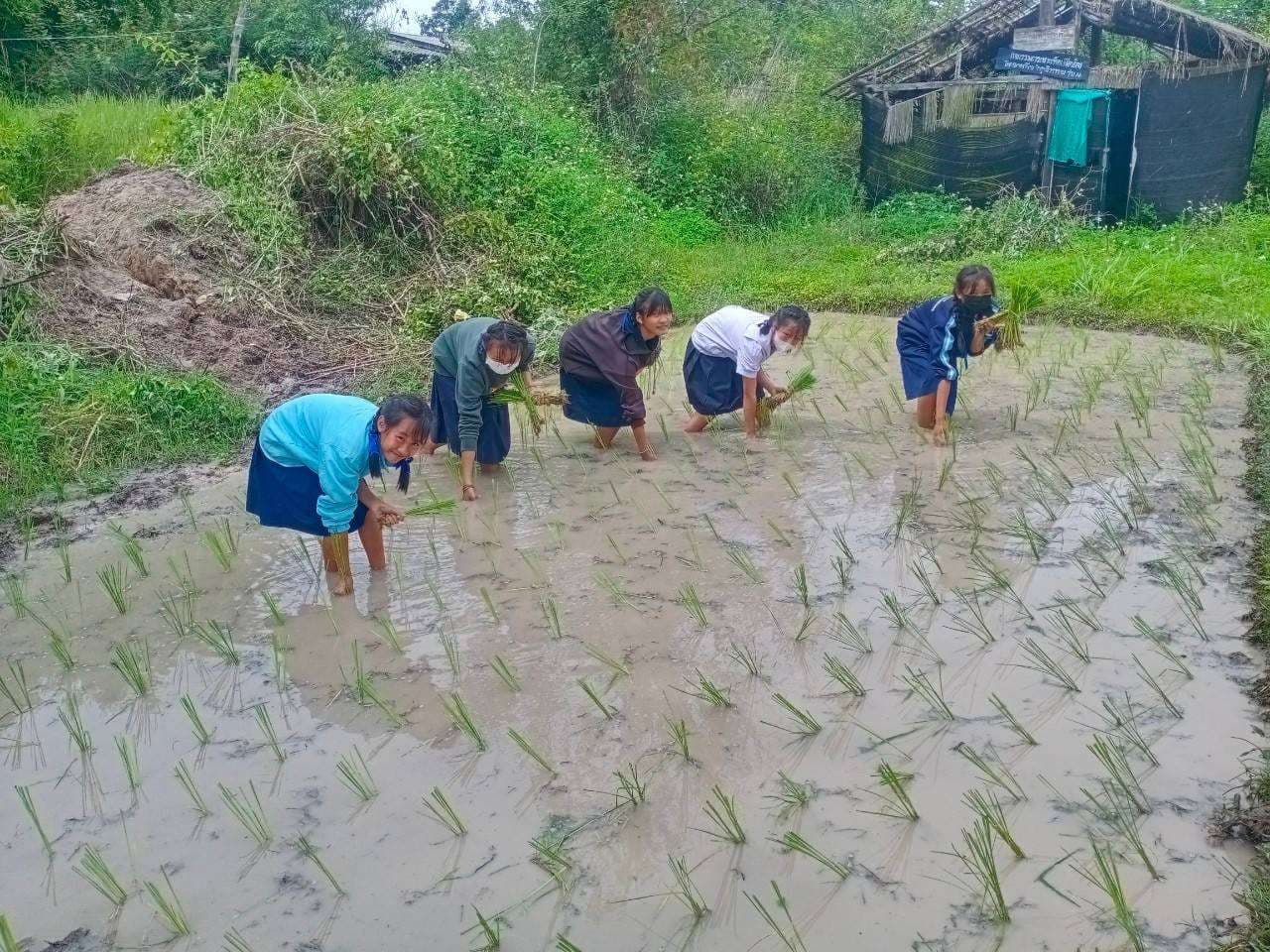 Youth learn about sustainable rice farming.