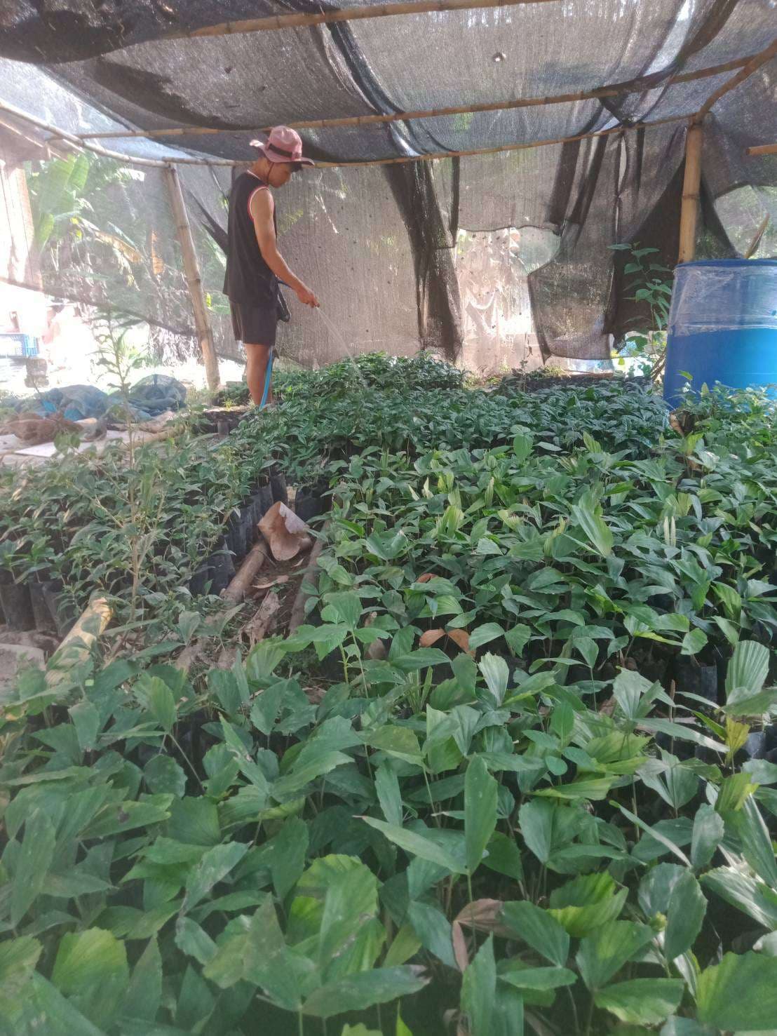 Some children support their families by helping care for coffee seedlings