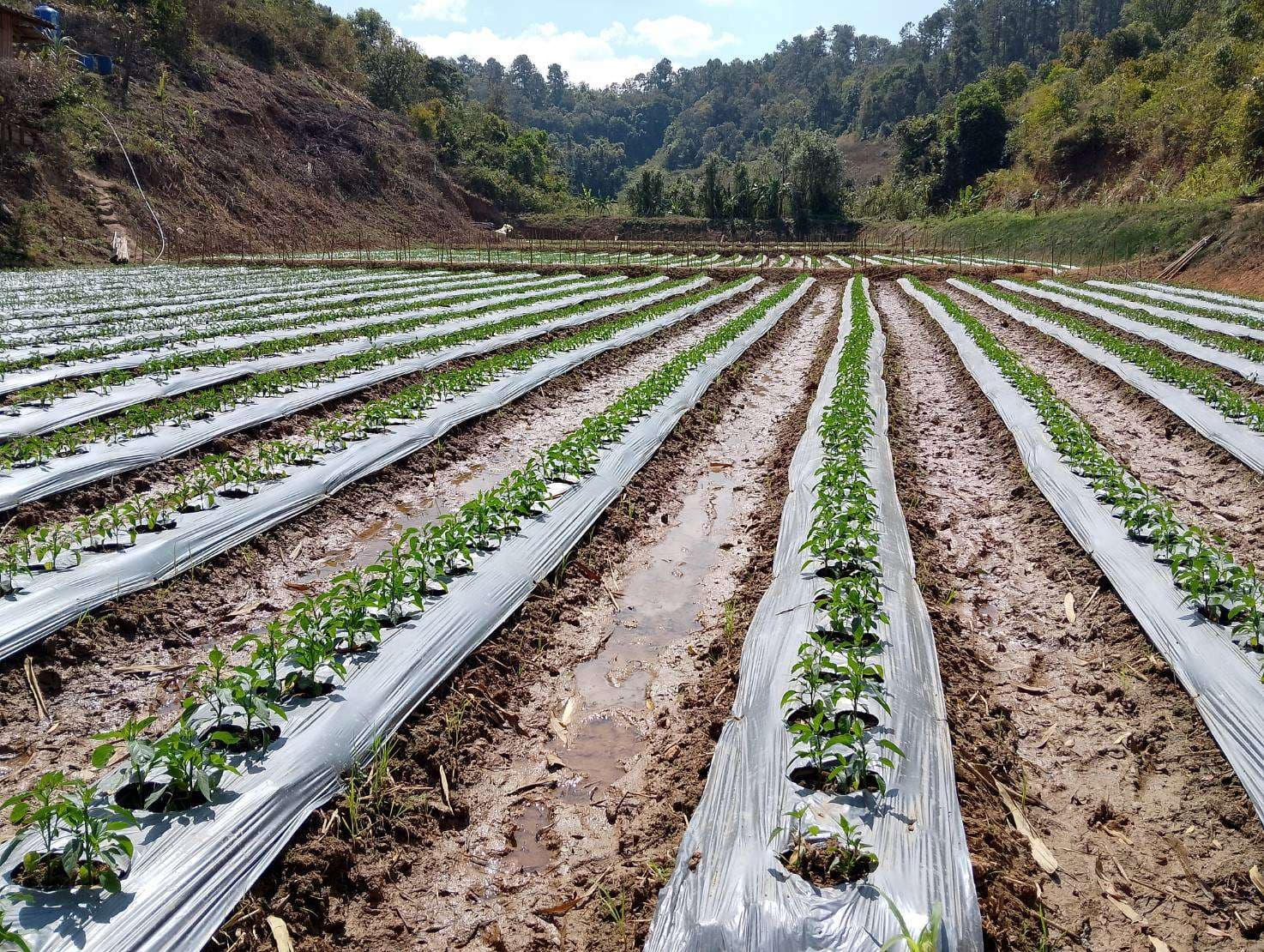 85% of people in the community practice monoculture farming.