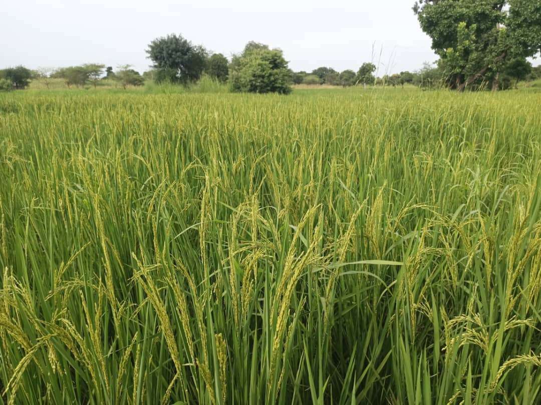 Ripening rice