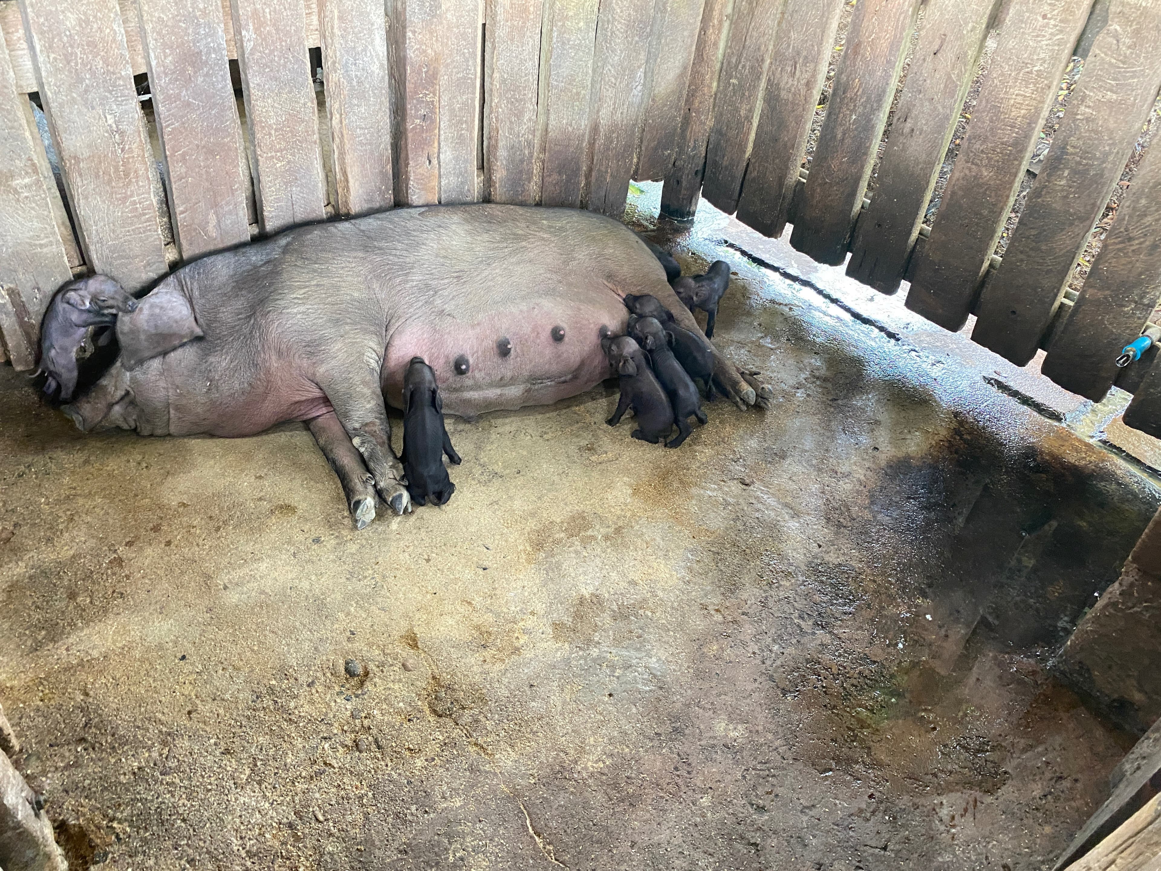 The piglets are searching for their mother's teats.