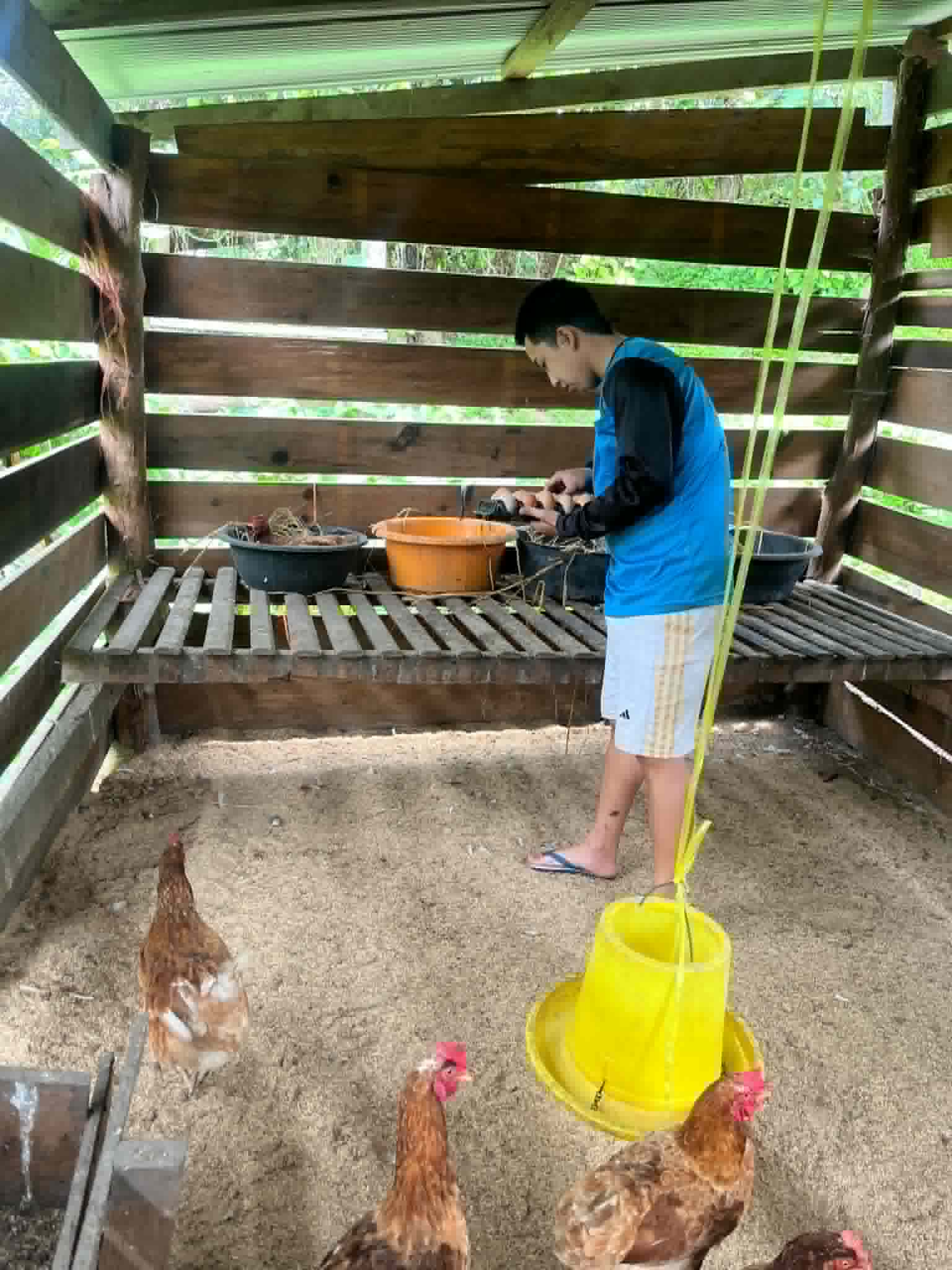 Collecting chicken eggs from the farm.